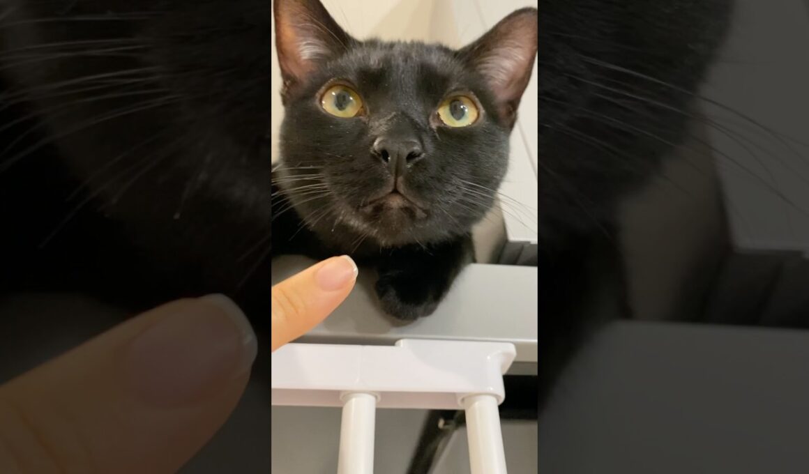 チルな黒猫ボンベイ　#子猫 #cat #bombay #猫のいる暮らし #ねこのいる生活 #ねこ #ねこ動画 #かわいい #癒やし