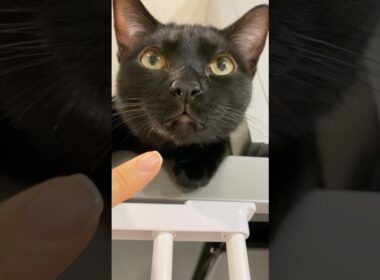 チルな黒猫ボンベイ　#子猫 #cat #bombay #猫のいる暮らし #ねこのいる生活 #ねこ #ねこ動画 #かわいい #癒やし