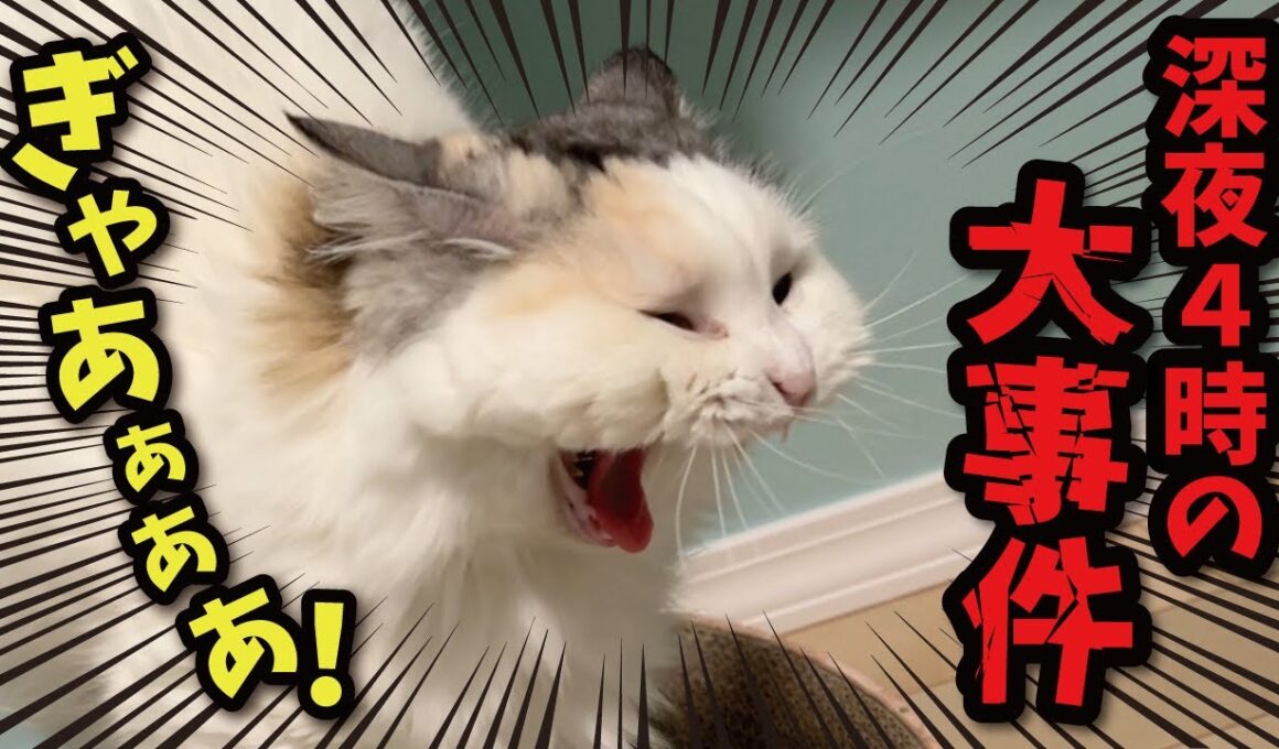 深夜4時に猫に叩き起こされたら大変なことになってました