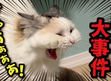 深夜4時に猫に叩き起こされたら大変なことになってました