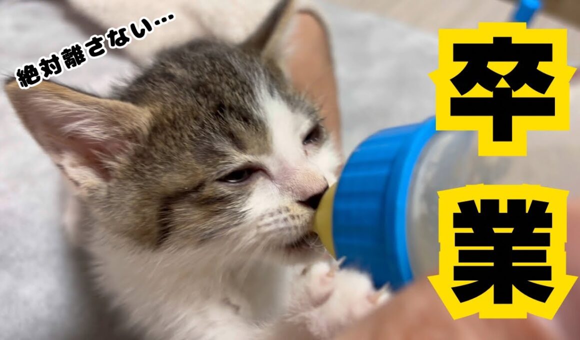 【子猫日記7】子猫ちゃん今夜で最後です。保護をして3週間が経ちました