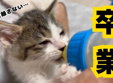 【子猫日記7】子猫ちゃん今夜で最後です。保護をして3週間が経ちました