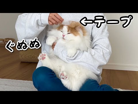 凶暴猫の頭にテープを貼ると無抵抗になるらしいのでやってみた結果！