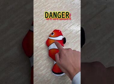 【ストリートキャット】Cat VS Fish