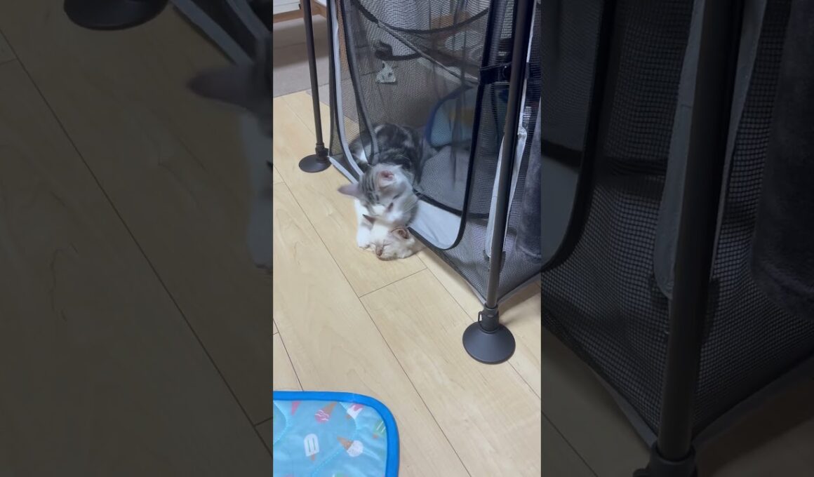 モグラ(猫)叩き猫#子ネコ #猫のいる暮らし #ノルウェージャンフォレストキャット #バーマン #cuteanimals #shorts #cat #norweginforestcat #birman