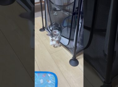 モグラ(猫)叩き猫#子ネコ #猫のいる暮らし #ノルウェージャンフォレストキャット #バーマン #cuteanimals #shorts #cat #norweginforestcat #birman