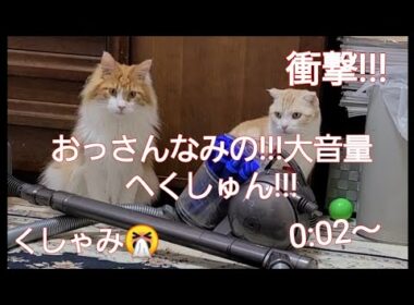 #ねこ　#メインクーン　#スコティッシュフォールド これは衝撃!!! 【猫!!　おっさんなみの大きなくしゃみ!!!🤧】　隣の猫も衝撃で逃げる　大音量で聞いてみて!!!