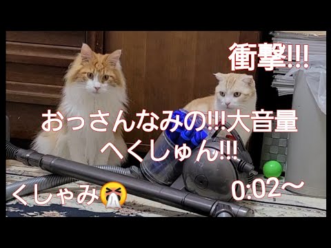 #ねこ　#メインクーン　#スコティッシュフォールド これは衝撃!!! 【猫!!　おっさんなみの大きなくしゃみ!!!🤧】　隣の猫も衝撃で逃げる　大音量で聞いてみて!!!