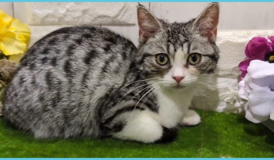 Coo&RIKU　No.00737330 アメリカンカール