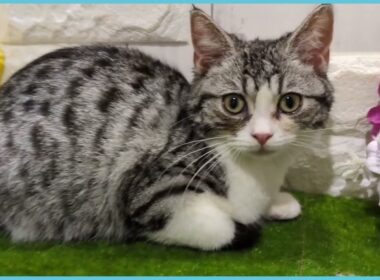 Coo&RIKU　No.00737330 アメリカンカール