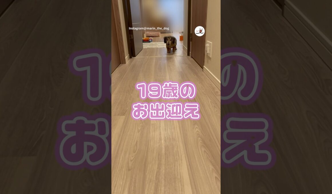 全速力でお出迎えしてくれる19歳ワンコ👵🏻｜PECO  #ミニチュアダックス #miniaturedachshund #シニアワンコ #シニア犬