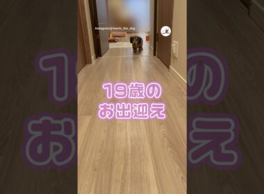 全速力でお出迎えしてくれる19歳ワンコ👵🏻｜PECO  #ミニチュアダックス #miniaturedachshund #シニアワンコ #シニア犬