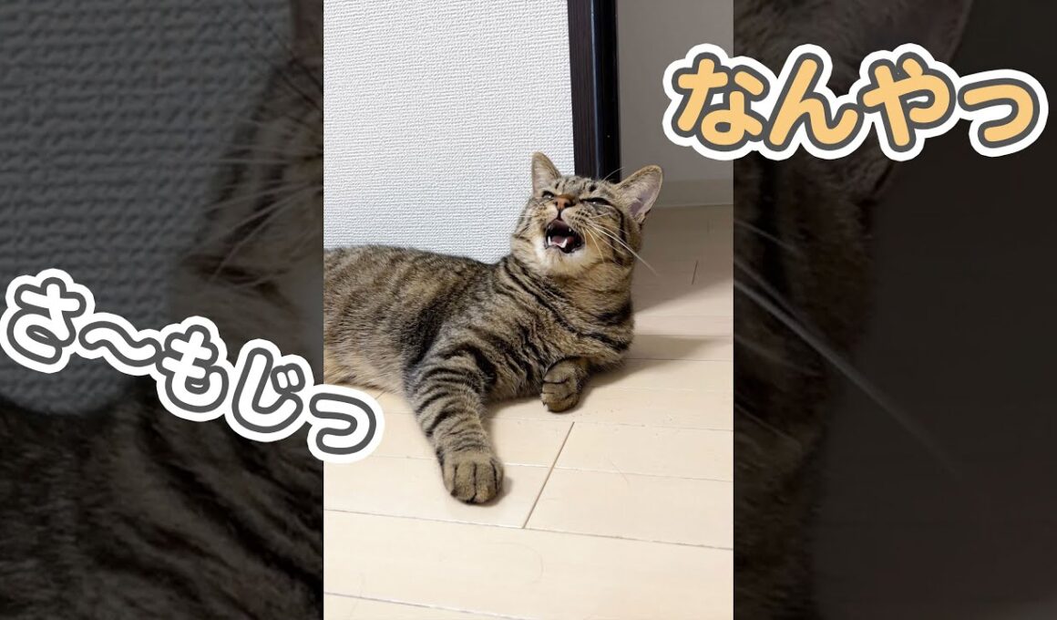 【神回】名前を呼ぶと、最高の笑顔でしゃべる猫が可愛すぎます… #Shorts
