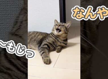 【神回】名前を呼ぶと、最高の笑顔でしゃべる猫が可愛すぎます… #Shorts
