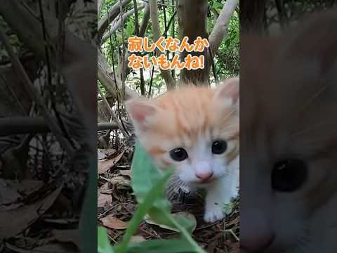 寂しくないもん！！ #shorts