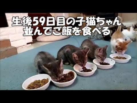 【生後59日目】ご飯を並んで食べる子猫たちが可愛い