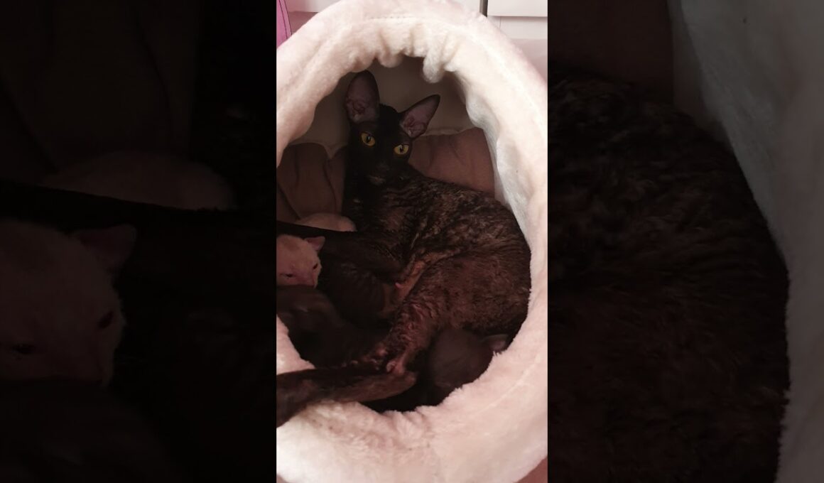 Rex Kittens are so cute,  take a look!