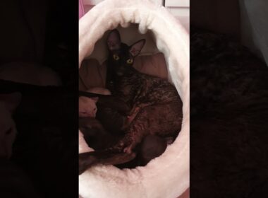 Rex Kittens are so cute,  take a look!