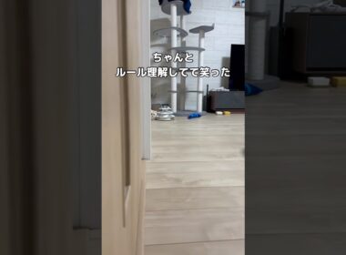 だるまさんがころんだが異常に強い猫 #猫 #マンチカン #子猫 #shorts