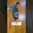 オヤツ #ねこ動画 #アメリカンカール