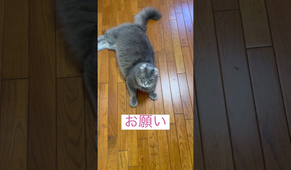 オヤツ #ねこ動画 #アメリカンカール