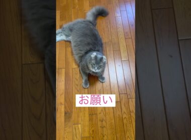 オヤツ #ねこ動画 #アメリカンカール
