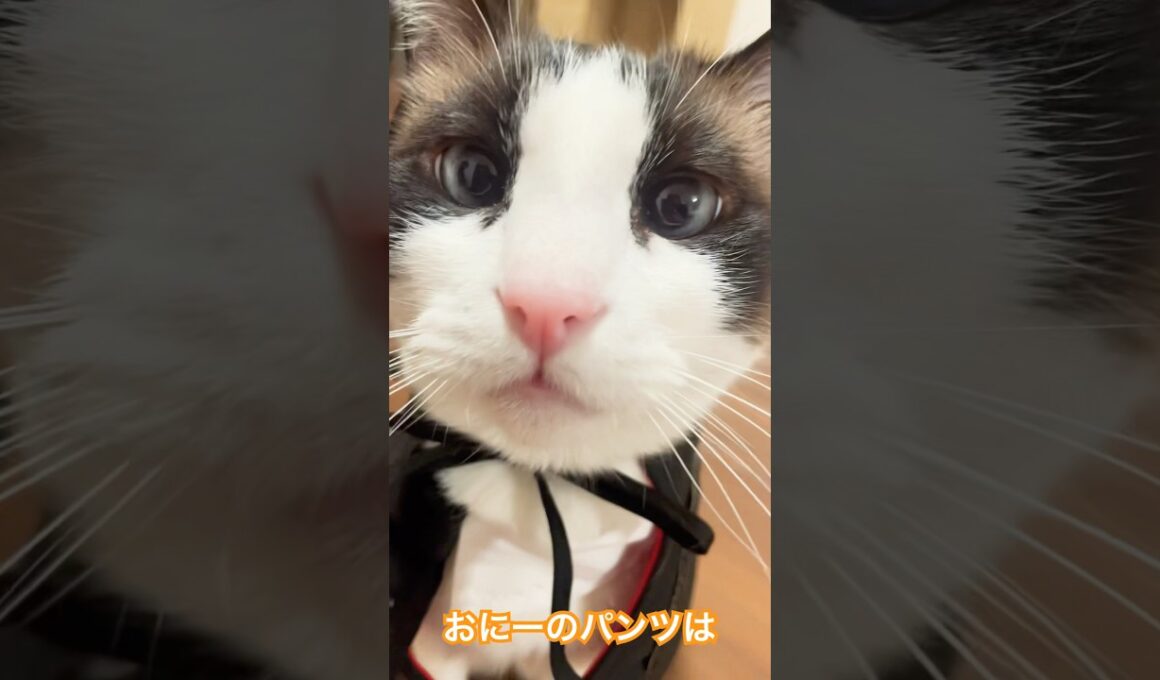 猫が歌うおにのパンツ #おにのパンツ #ねこ動画 #猫のいる暮らし #猫好きさんと繋がりたい