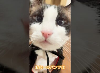 猫が歌うおにのパンツ #おにのパンツ #ねこ動画 #猫のいる暮らし #猫好きさんと繋がりたい