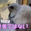 バーマン猫ウリ【怠け者ではない】Not lazy（バーマン猫）Birman/Cat