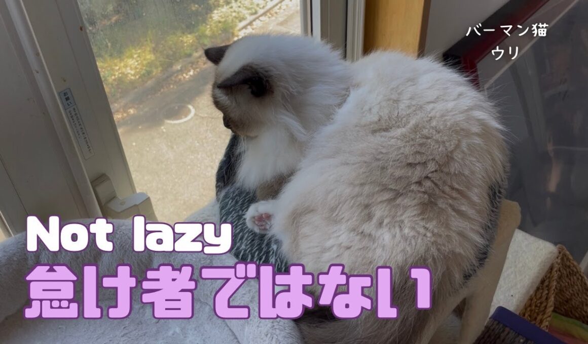 バーマン猫ウリ【怠け者ではない】Not lazy（バーマン猫）Birman/Cat