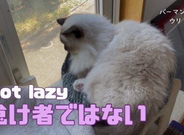 バーマン猫ウリ【怠け者ではない】Not lazy（バーマン猫）Birman/Cat