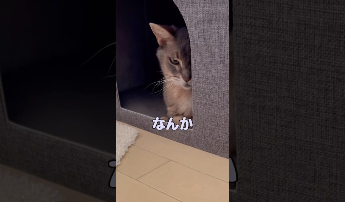 覗いている？猫 #shorts #猫 #アビシニアン #cat