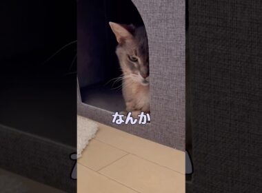 覗いている？猫 #shorts #猫 #アビシニアン #cat