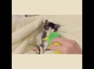 Cutest kitten ever wants his toy back