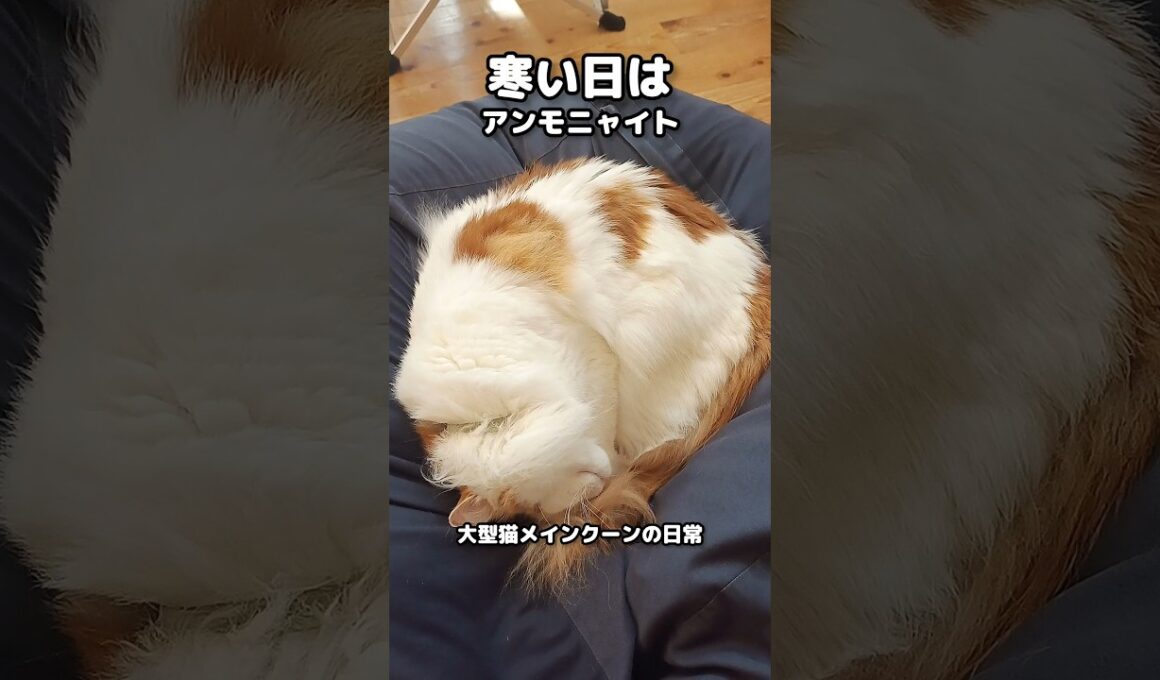 今日のセテさん #メインクーン #ノルウェージャンフォレストキャット #大型猫 #猫のいる暮らし #shorts #cat #mainecoon #catshorts​