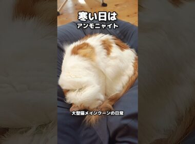 今日のセテさん #メインクーン #ノルウェージャンフォレストキャット #大型猫 #猫のいる暮らし #shorts #cat #mainecoon #catshorts​