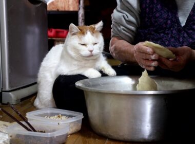 しろとひゅうずつくり 190304