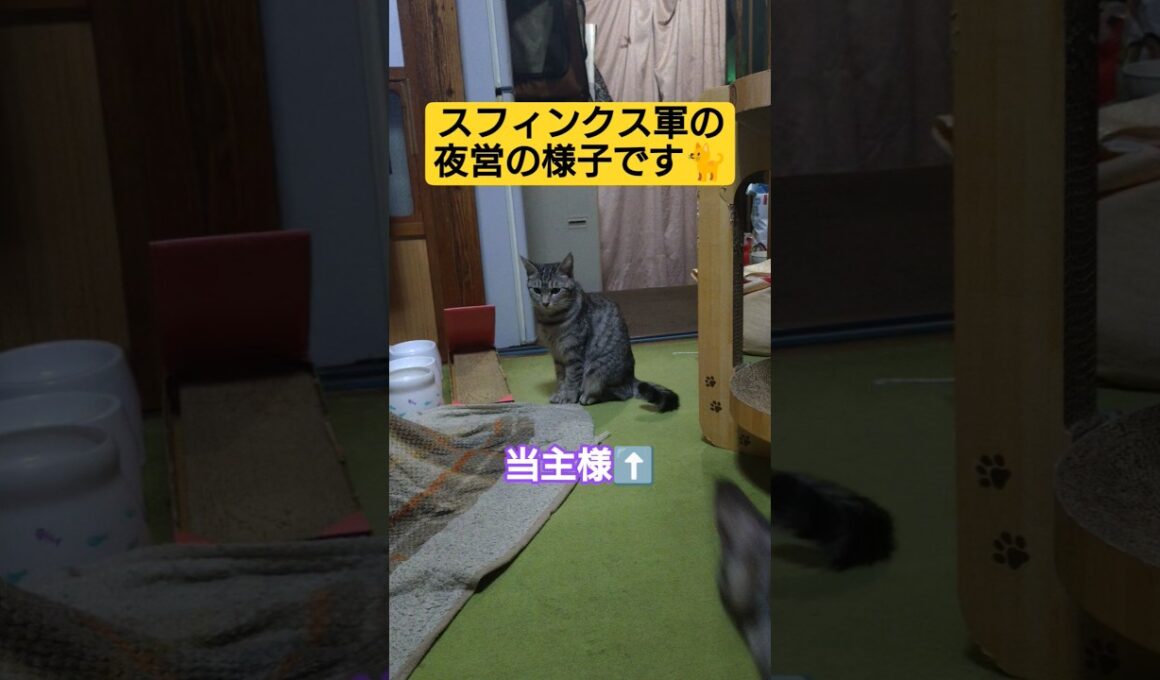 スフィンクス軍の夜営の様子です#cute #cat #ねこ #ねこのいる生活 #いやし #いやしねこ #猫のいる暮らし #ウタ #時雨 #吹雪 #スフィンクス猫