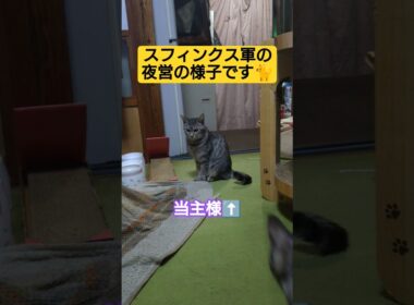 スフィンクス軍の夜営の様子です#cute #cat #ねこ #ねこのいる生活 #いやし #いやしねこ #猫のいる暮らし #ウタ #時雨 #吹雪 #スフィンクス猫