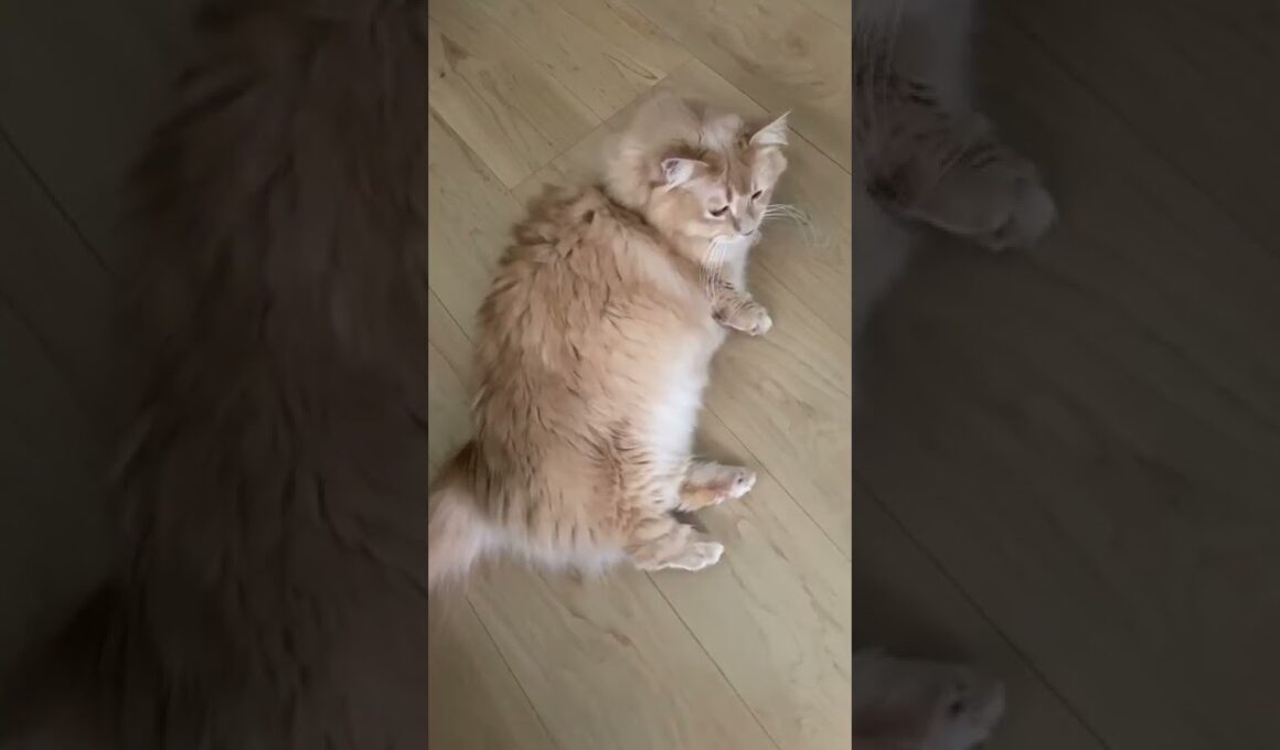 もふ猫～もかち🐾抜け毛が多い時期は心配になります！#shorts