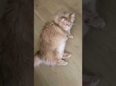 もふ猫～もかち🐾抜け毛が多い時期は心配になります！#shorts