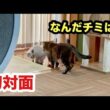 初対面の子猫と先住猫の反応がこちらです