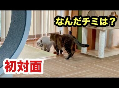 初対面の子猫と先住猫の反応がこちらです