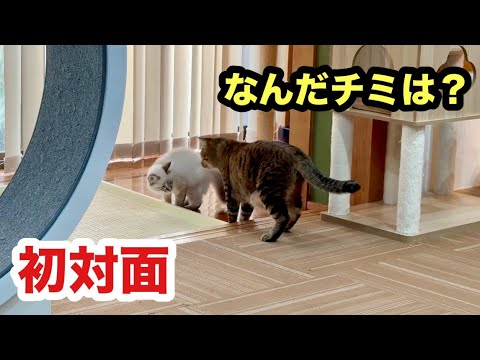 初対面の子猫と先住猫の反応がこちらです