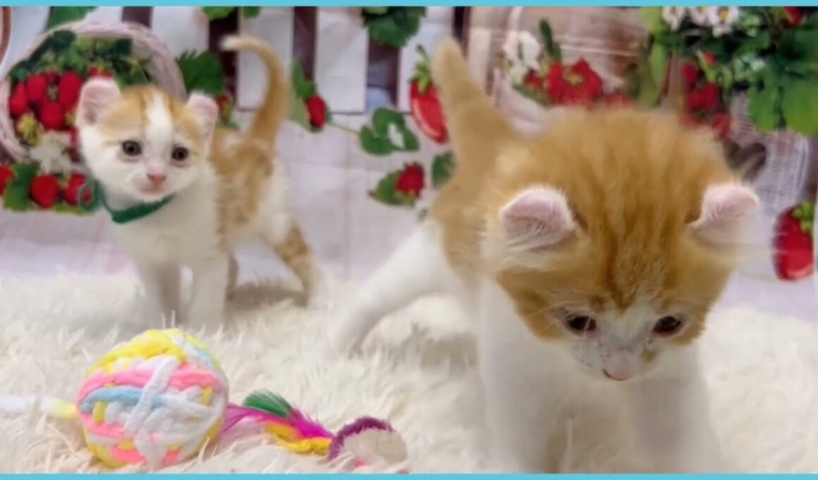 Coo&RIKU　No.00737022 アメリカンカール（立ち耳）