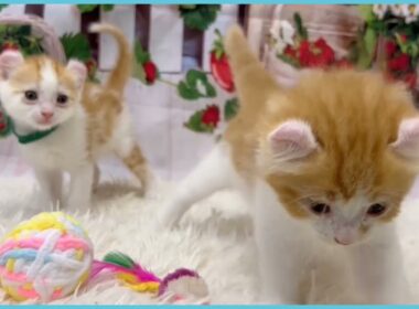 Coo&RIKU　No.00737022 アメリカンカール（立ち耳）