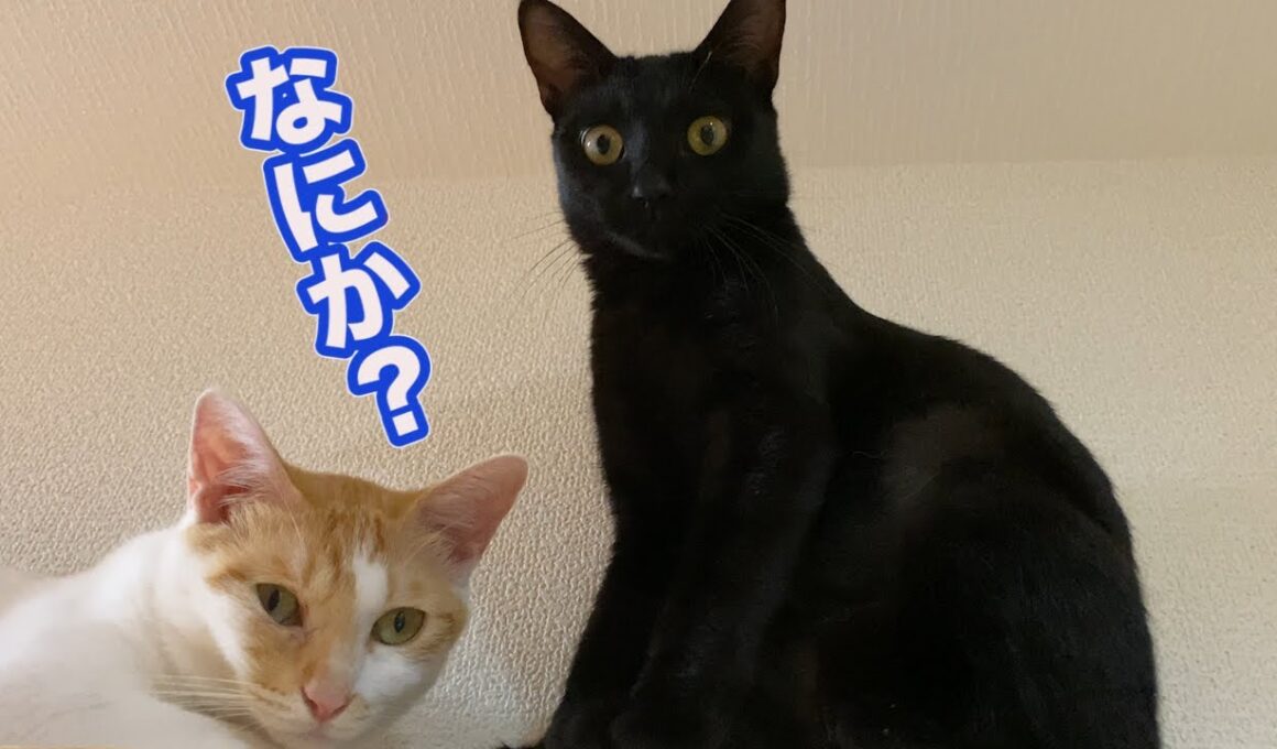 猫たちのためにキャットウォークつけたら