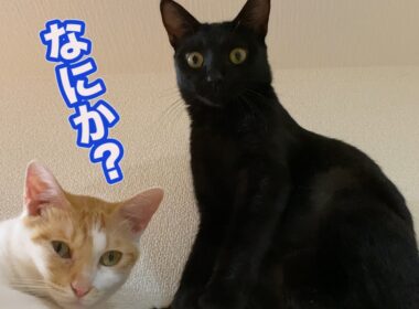 猫たちのためにキャットウォークつけたら