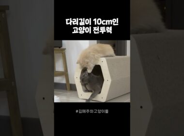 다리 짧다고 무시하지마