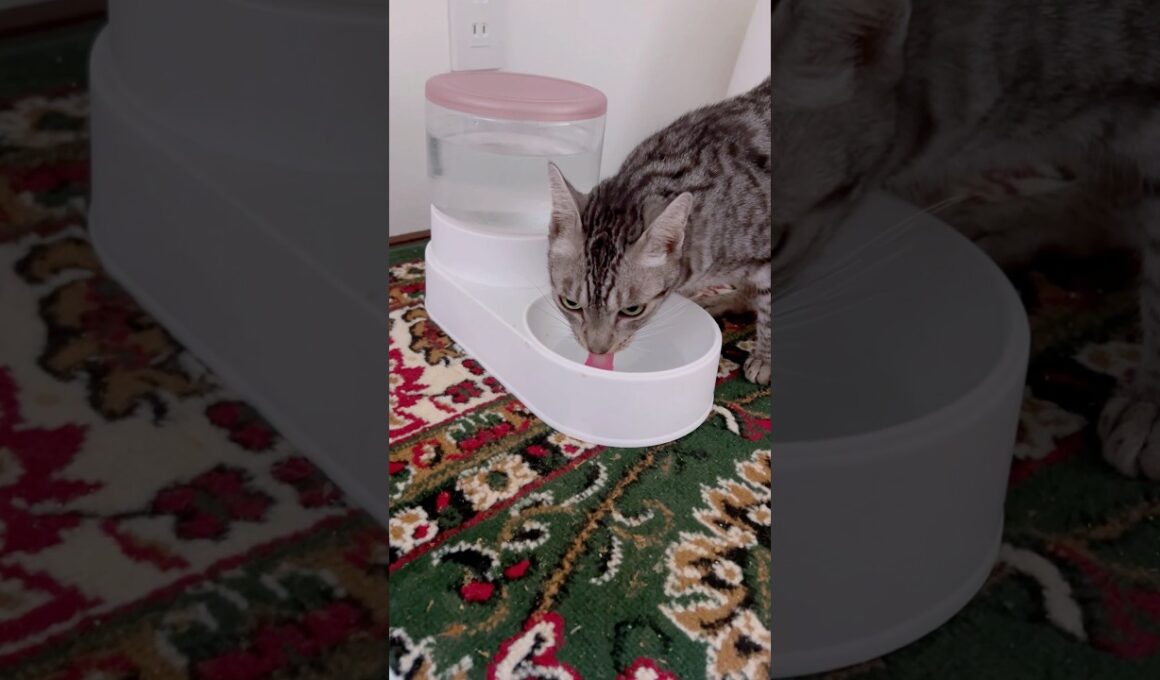 いつも可愛い💕ユキオさん#癒し動画 #cat #ねこ#ocicat